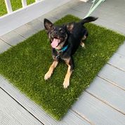 how to clean dog grass pad