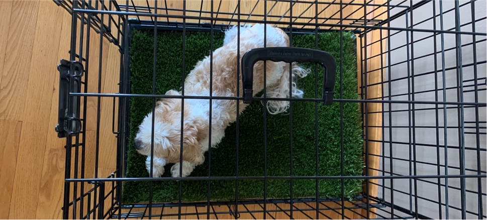 Pet grass outlet mat