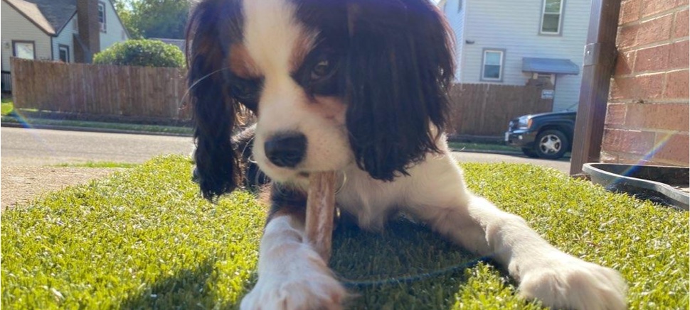 puppy chewing on toy