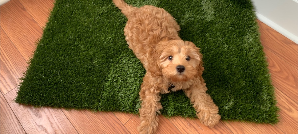 puppy on mat