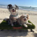 Dogs on dog hammock at beach