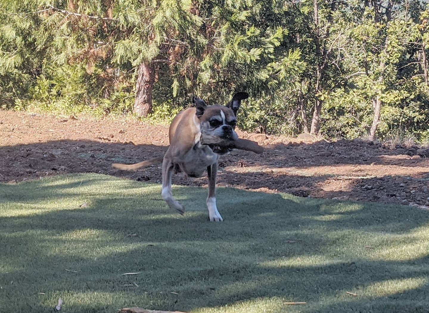 Dog with wood running