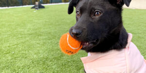 Puppy turf - puppy with jacket on and toy