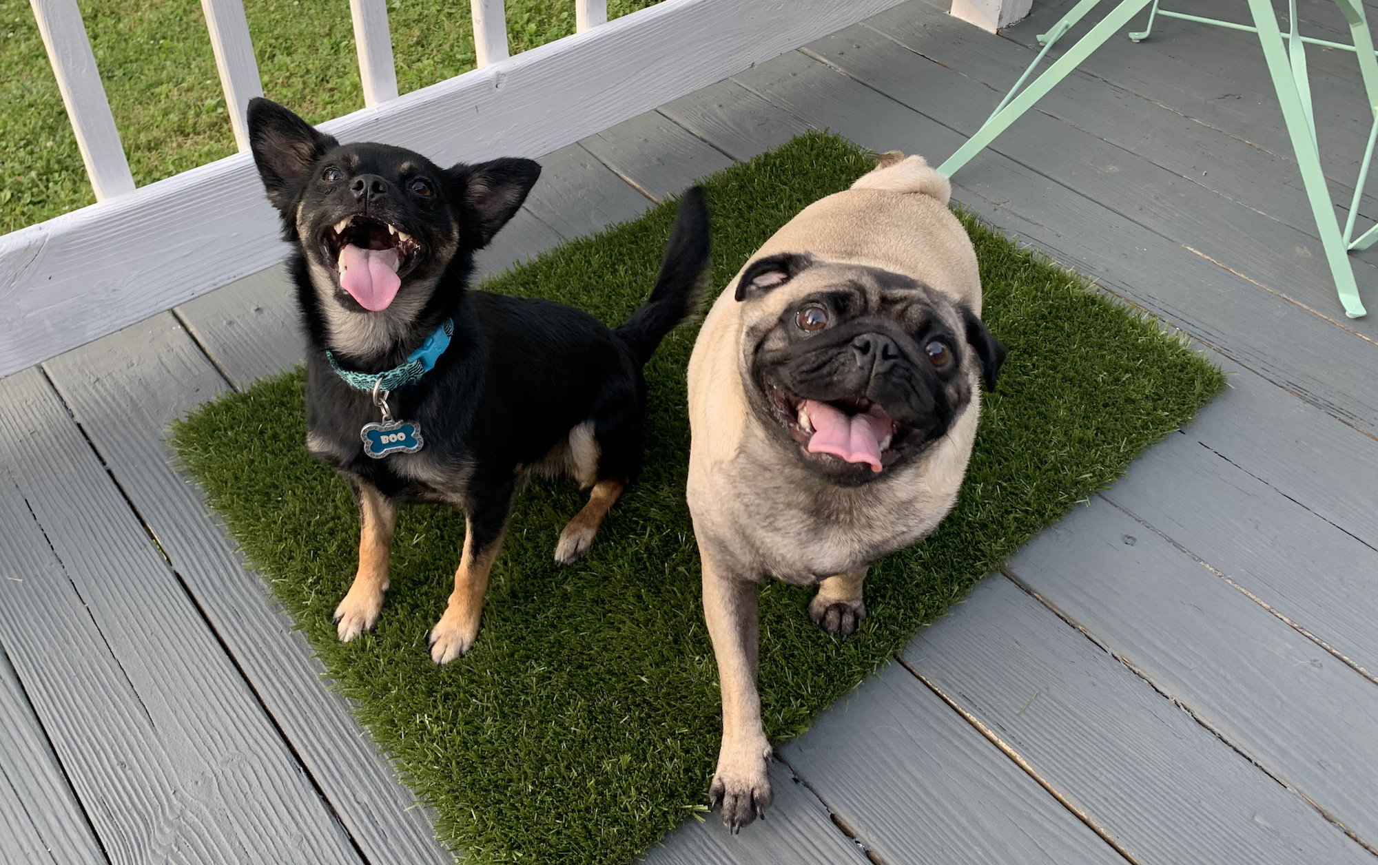 K9grass mat with two dogs