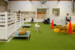 Indoor application of synthetic grass for pets