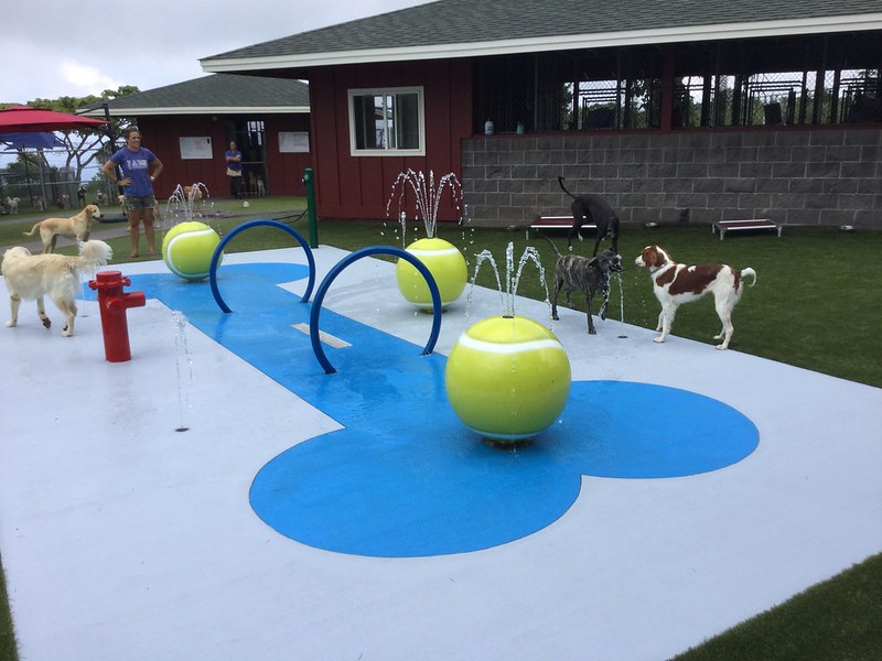 Dogs at doggie daycare with sprinklers