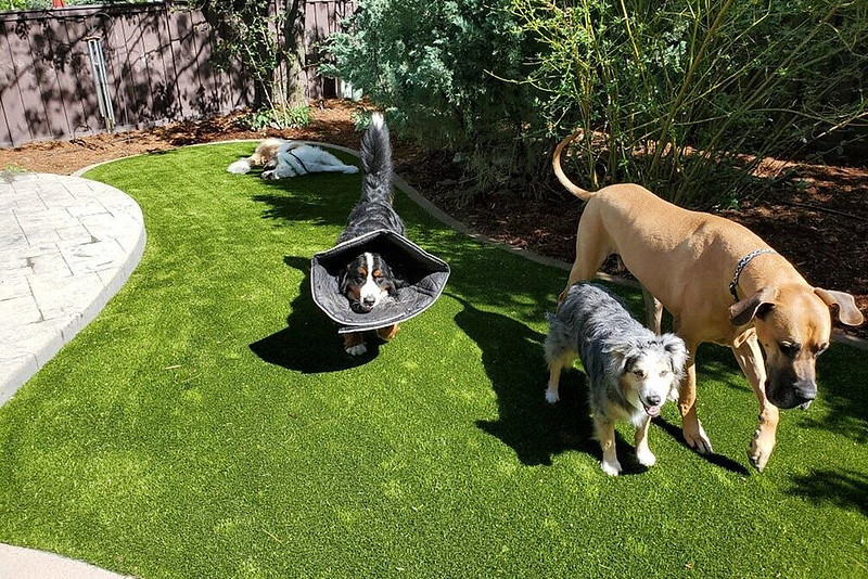 Dogs walking on k9grass