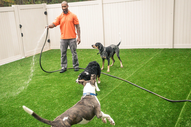 Dogs running with water and hose