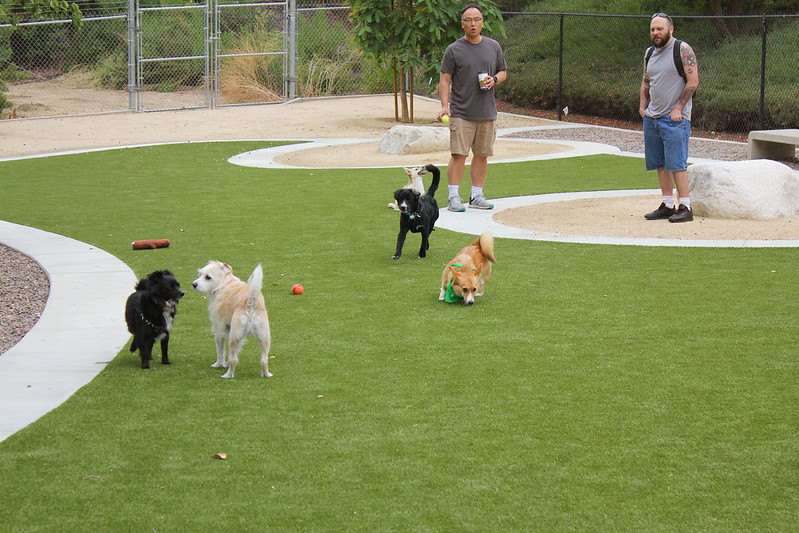 Dogs at dog park