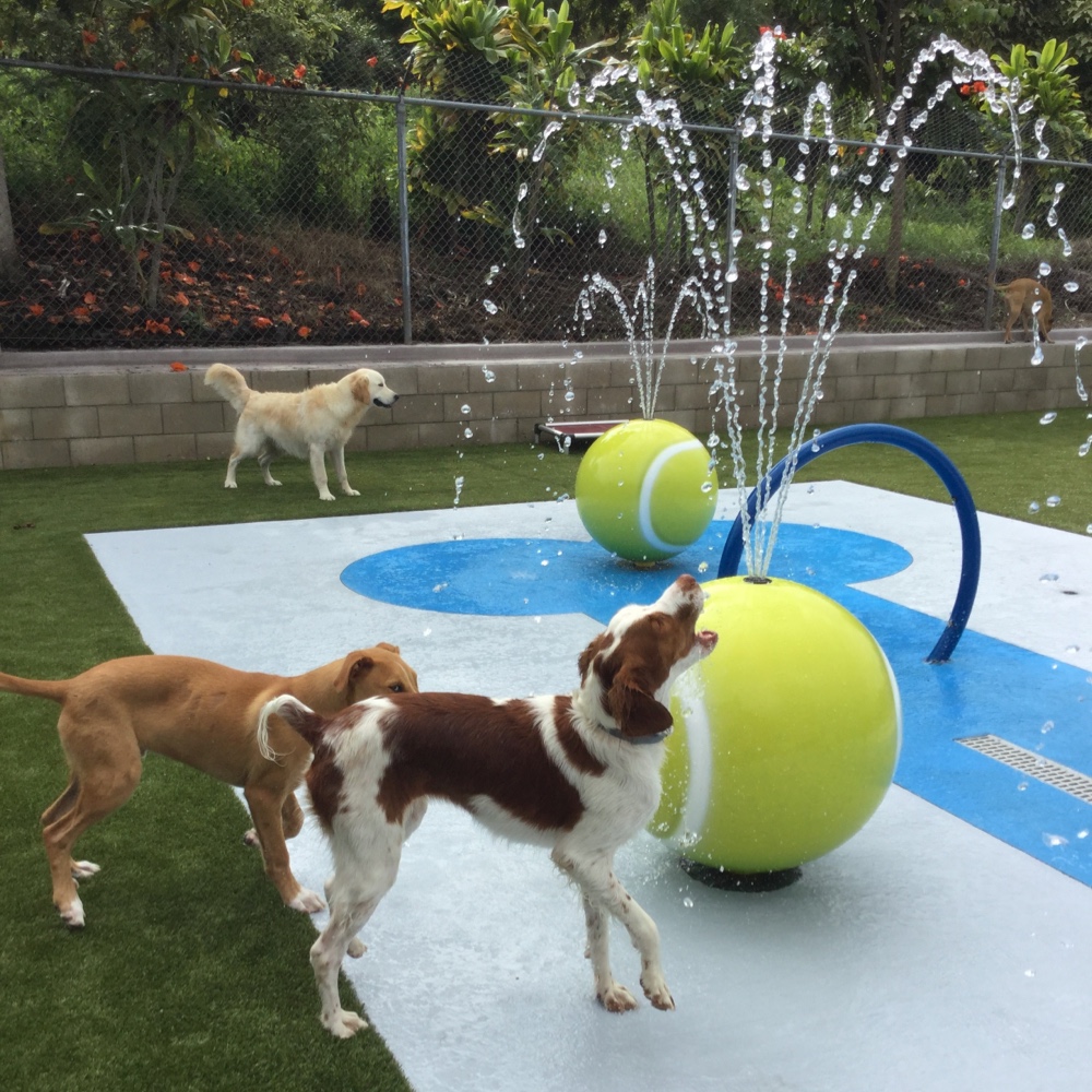 Dogs playing in splash pad