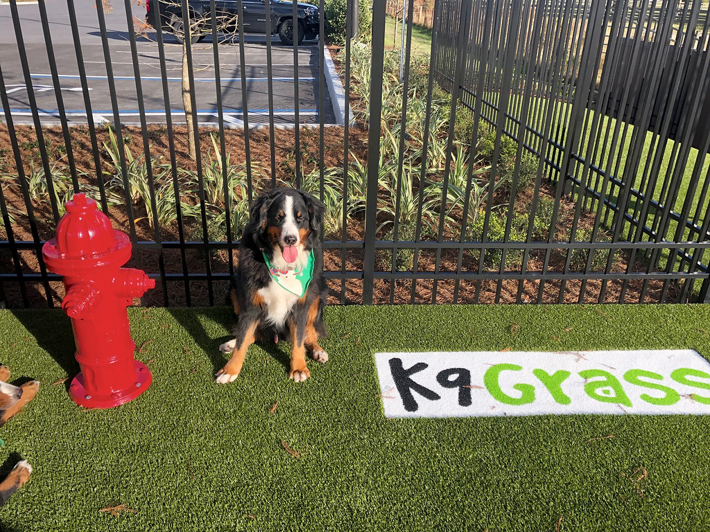 Dog sitting on K9Grass synthetic turf by ForeverLawn