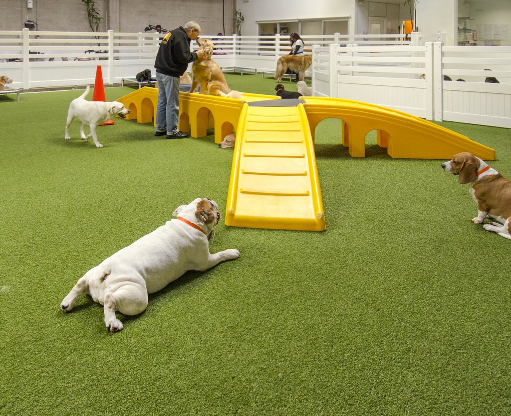 Indoor K9Grass synthetic turf installation at LA Dogworks