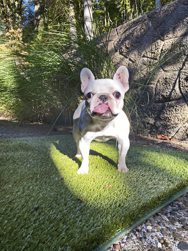 Beth the Tripod Frenchie on a K9Grass Mat by ForeverLawn