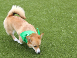 Dog playing on K9Grass® outdoor turf for dogs