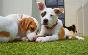 artificial grass for dogs to pee on