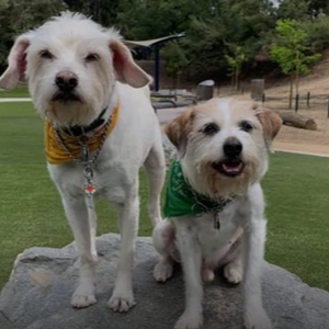 Dog Friendly Turf - Two dogs on rock and K9Grass®