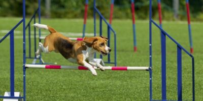 bigstock-The-Dog-Performs-At-Agility-Co-269011456