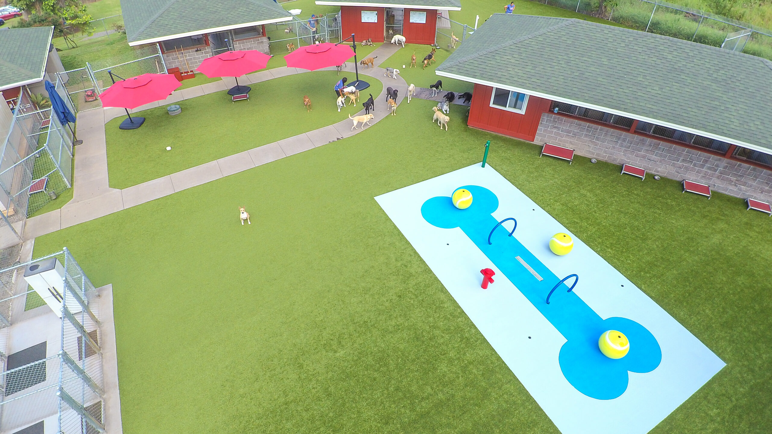Commercial pet facility with K9Grass synthetic grass