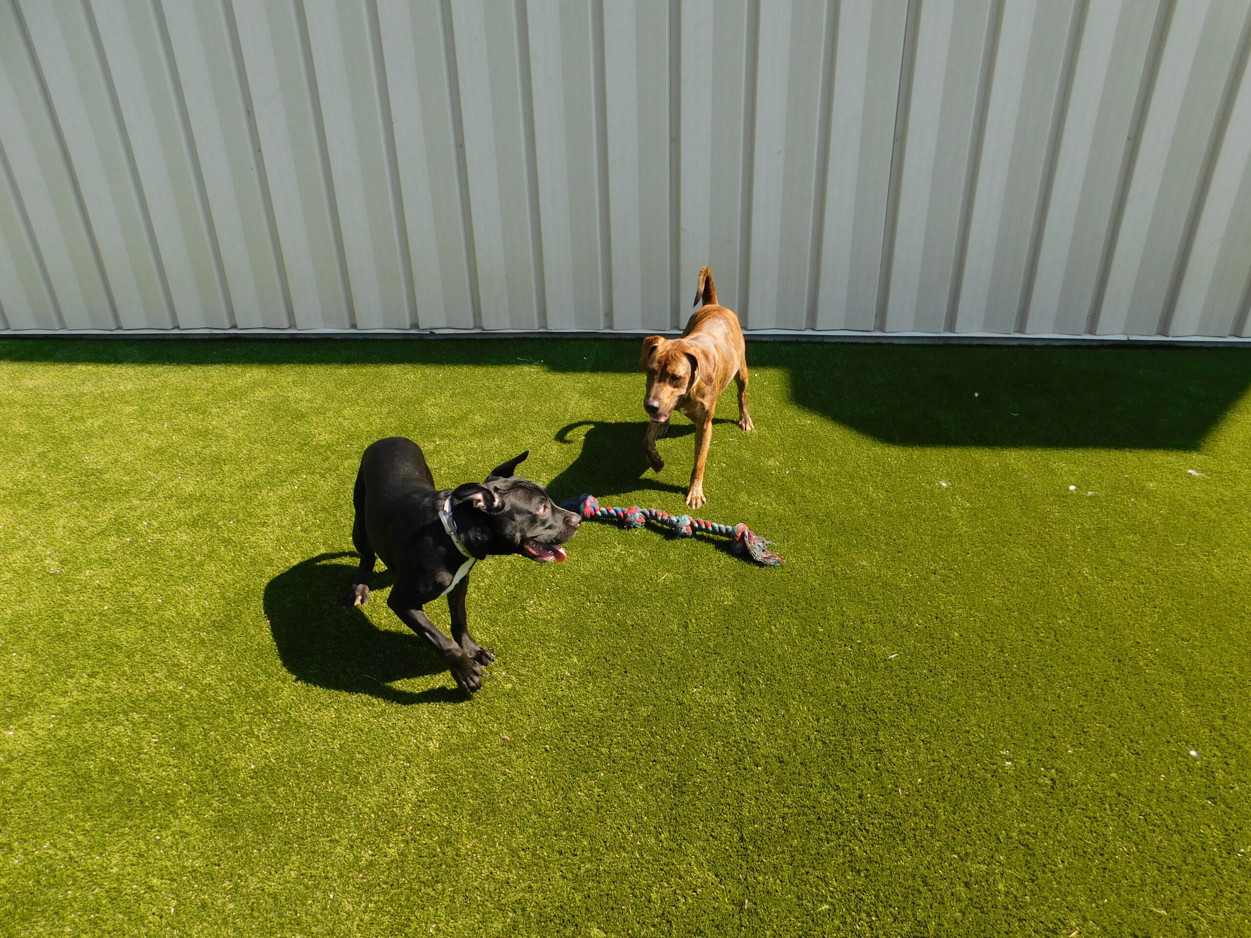 Facility with K9Grass synthetic grass