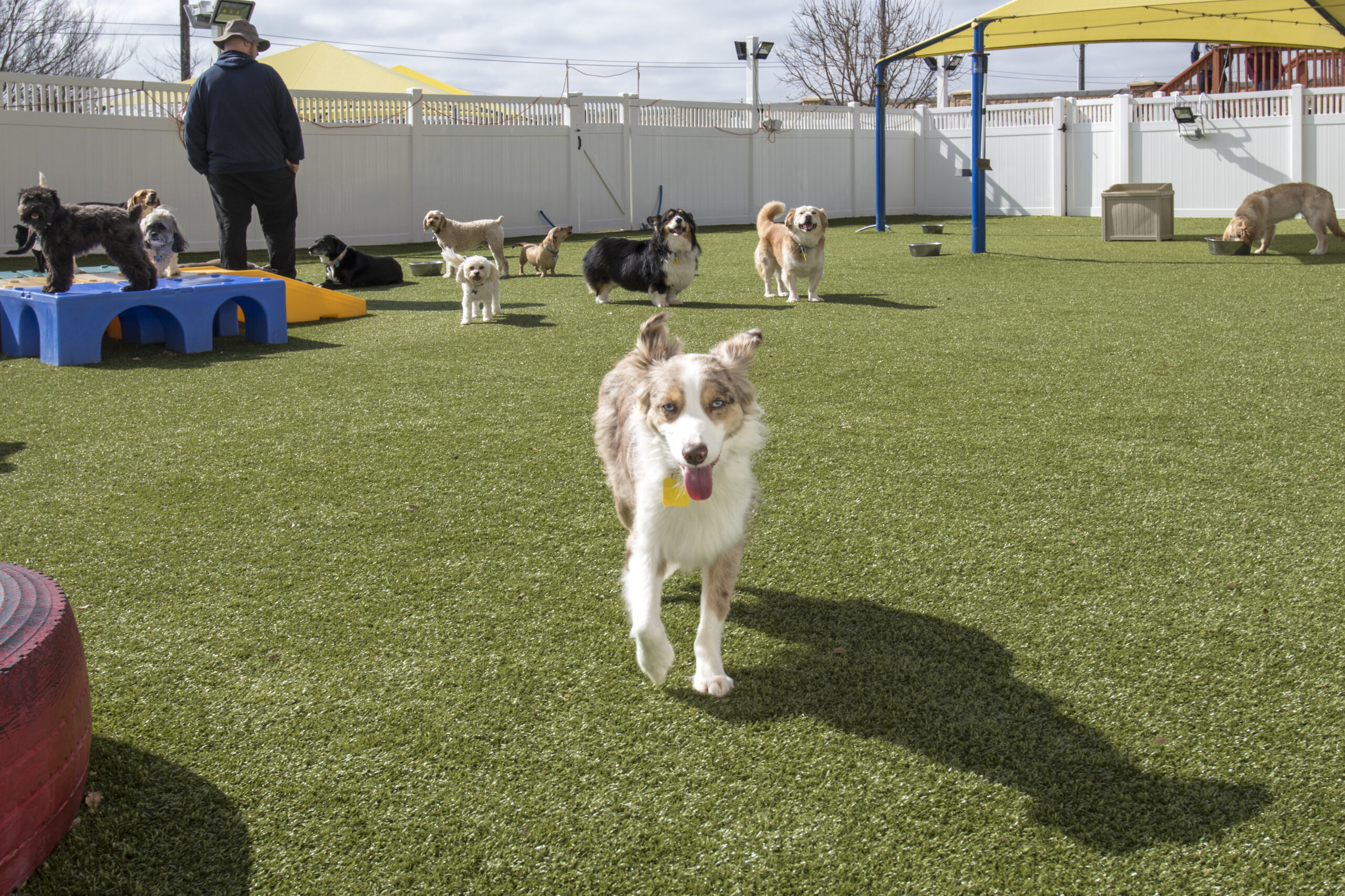 Commercial pet facility with K9Grass synthetic grass