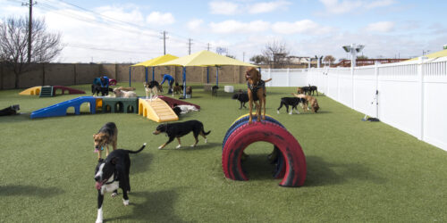 Commercial pet facility with K9Grass synthetic grass