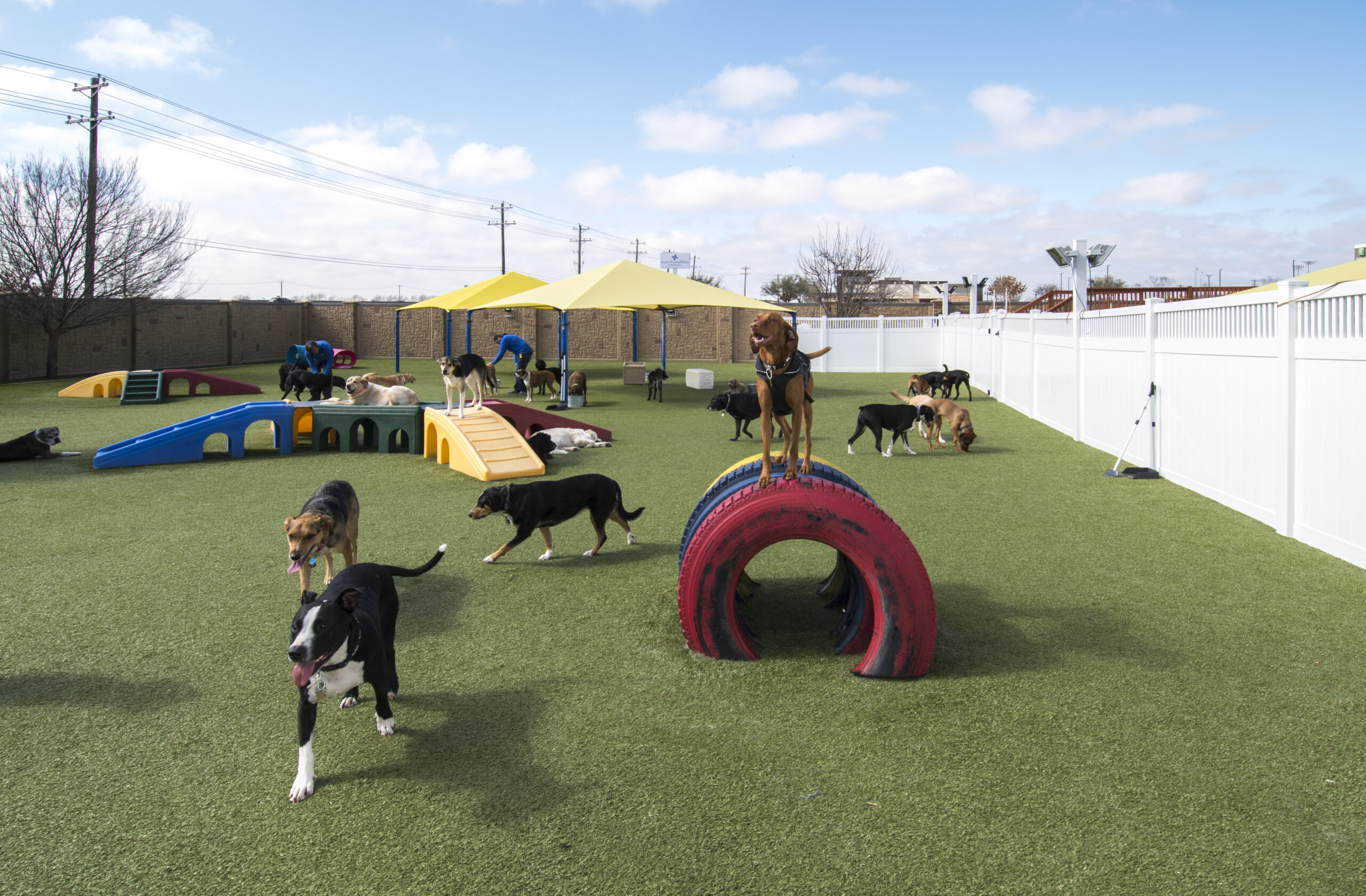 Commercial pet facility with K9Grass synthetic grass
