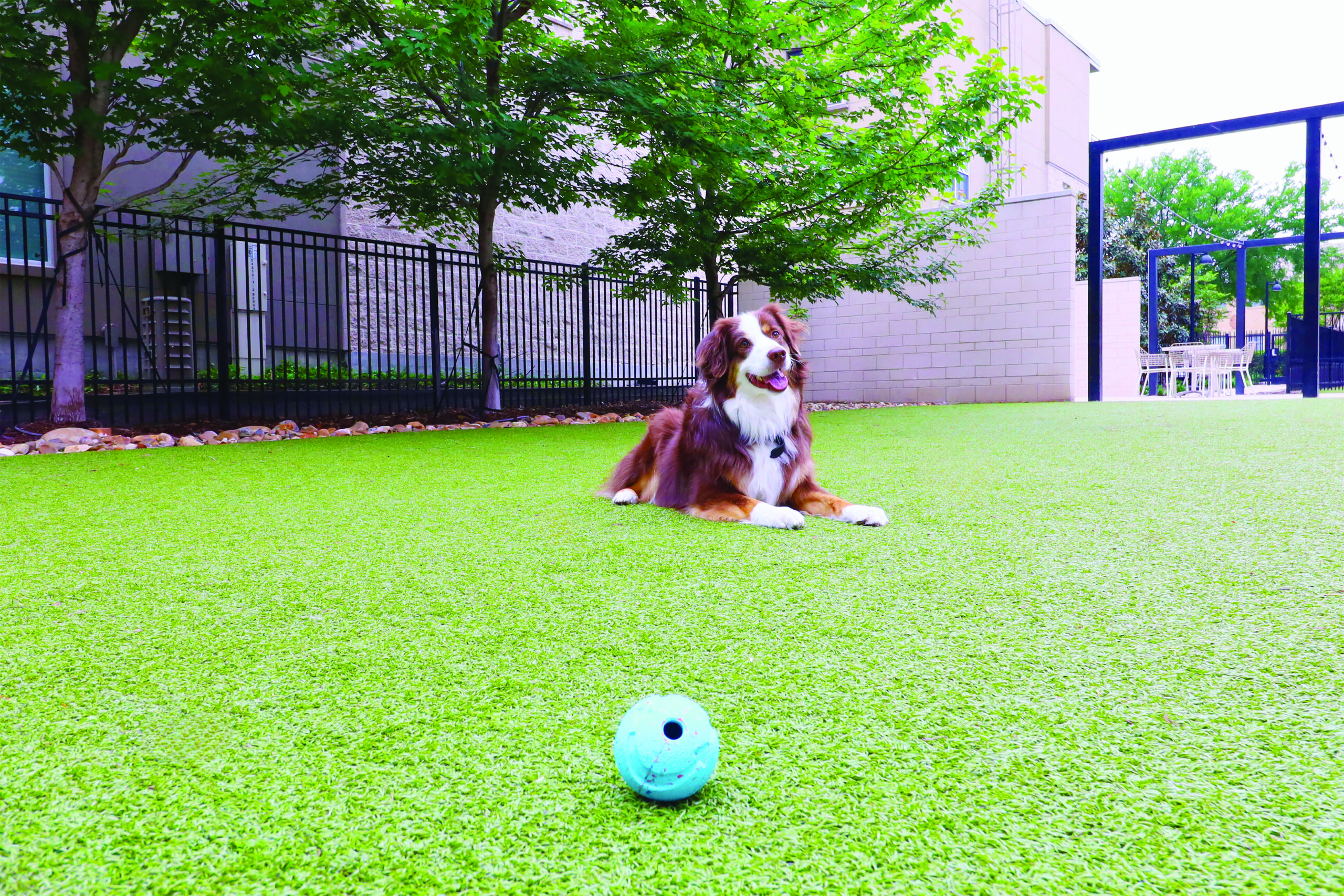 Dog at apartment area with K9Grass synthetic grass