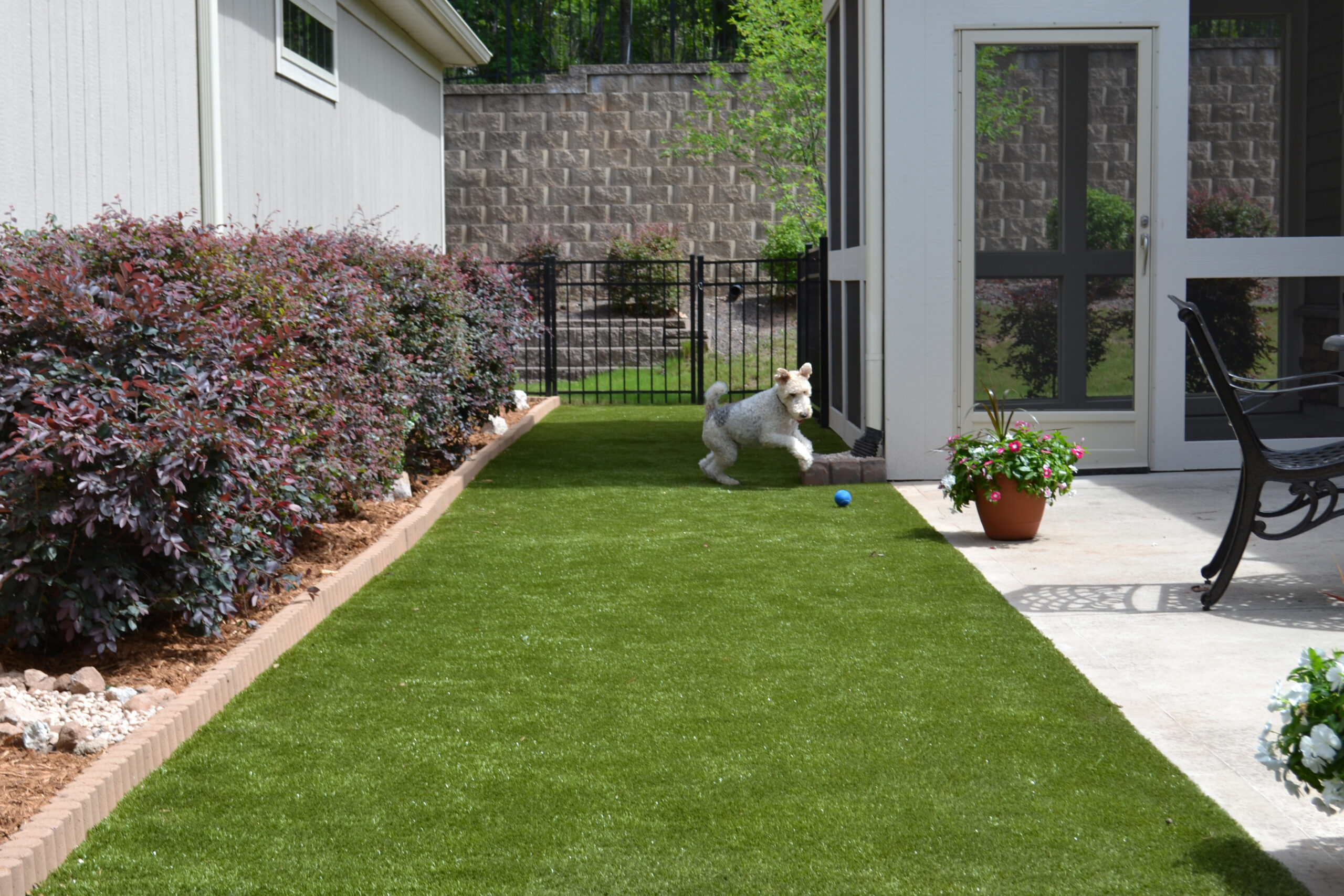 Backyard with dog playing on K9Grass synthetic grass