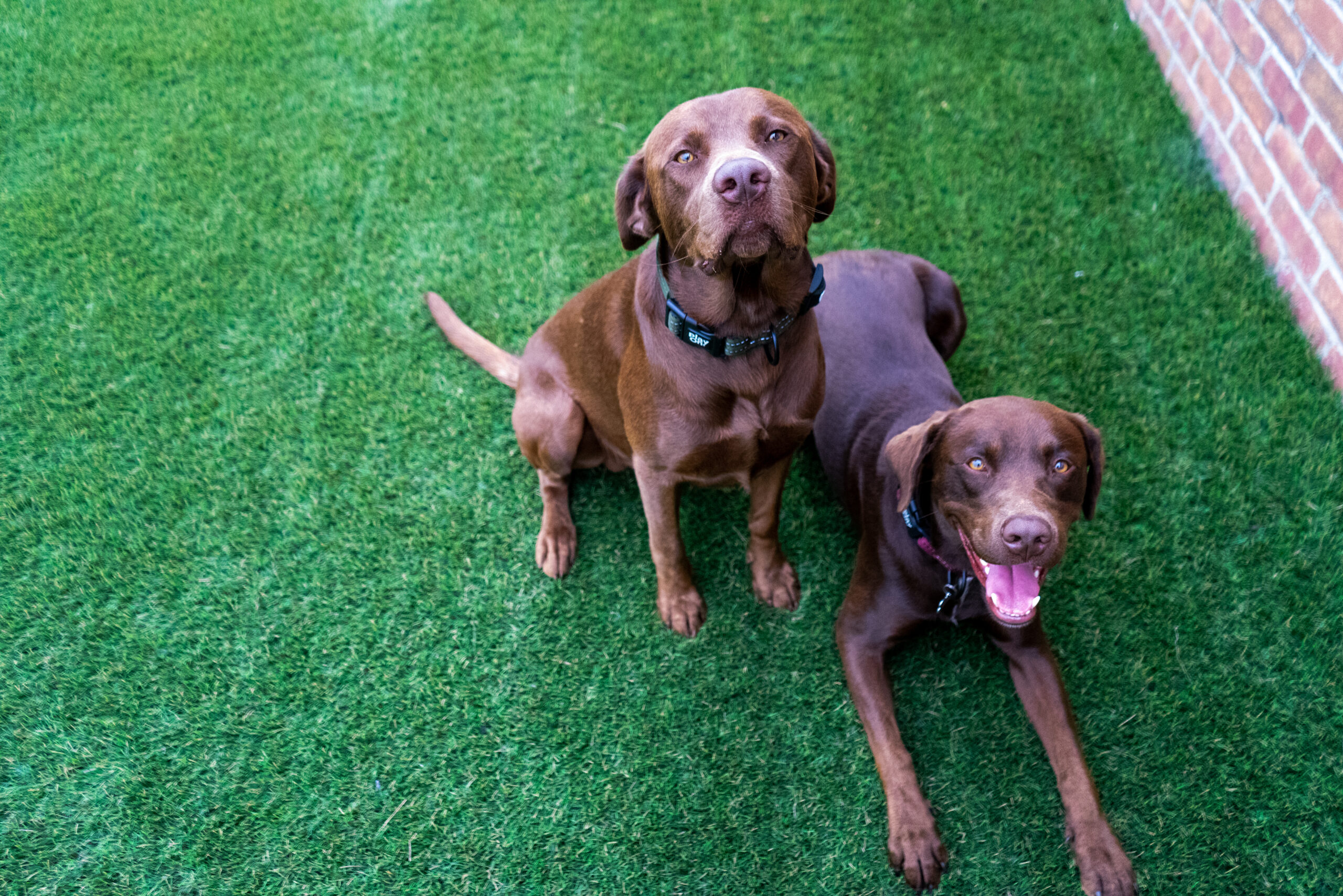 Two dogs on K9Grass, the best turf for dogs