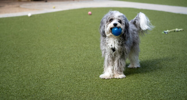 Dog on K9Grass, best synthetic grass for dogs