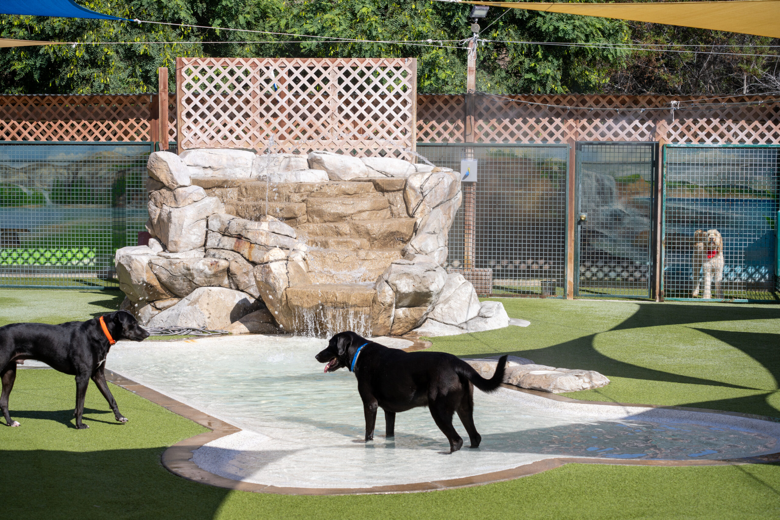 Commercial pet facility with K9Grass synthetic grass