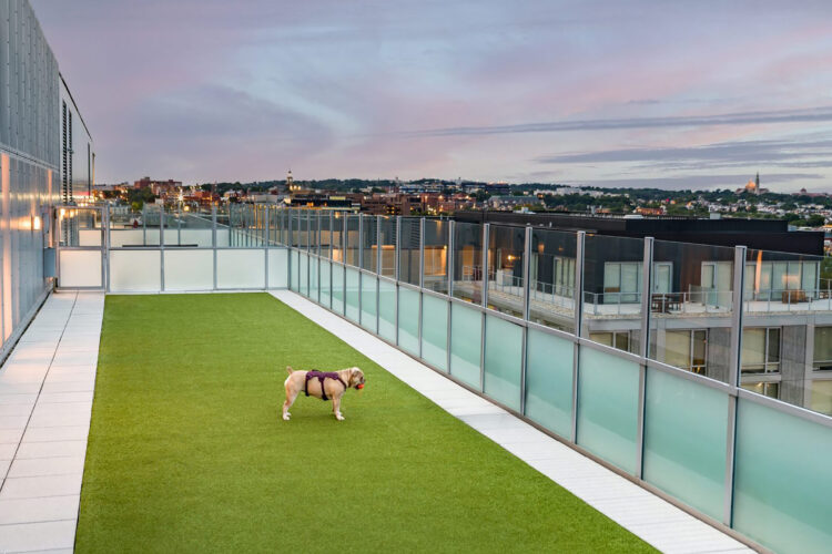Apartment with K9Grass pet turf