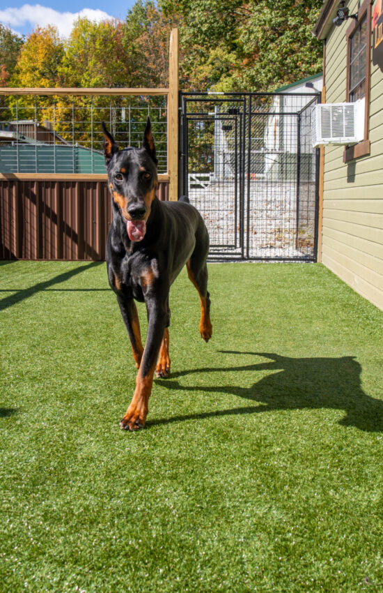 Dog on K9Grass synthetic grass