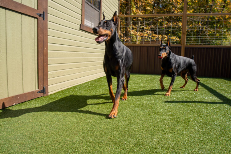 Pet boarding facility with K9Grass pet turf
