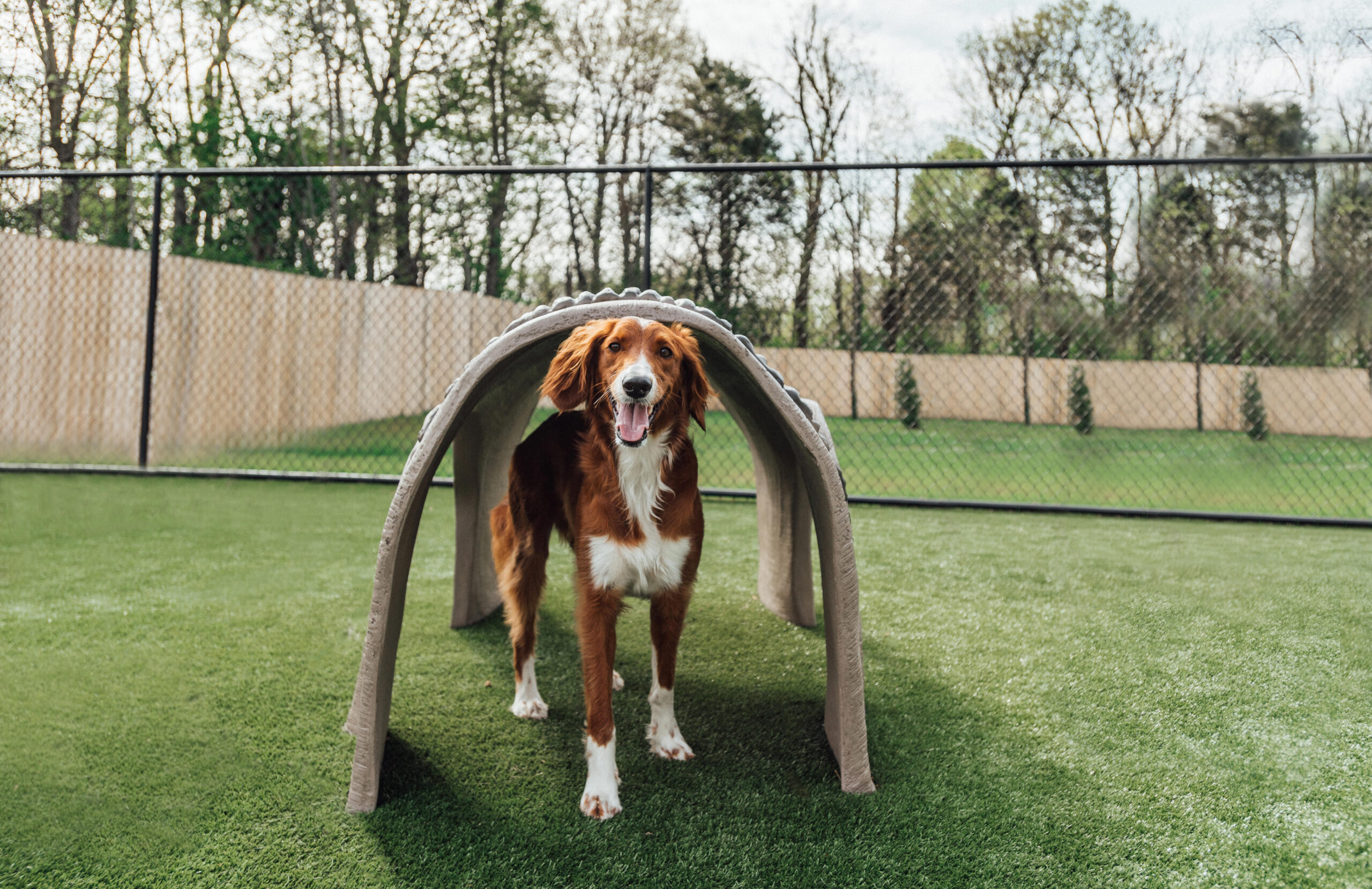 Dog on K9Grass, best turf for dogs, under a tunnel