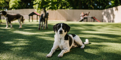 Black and white dog on K9Grass synthetic grass