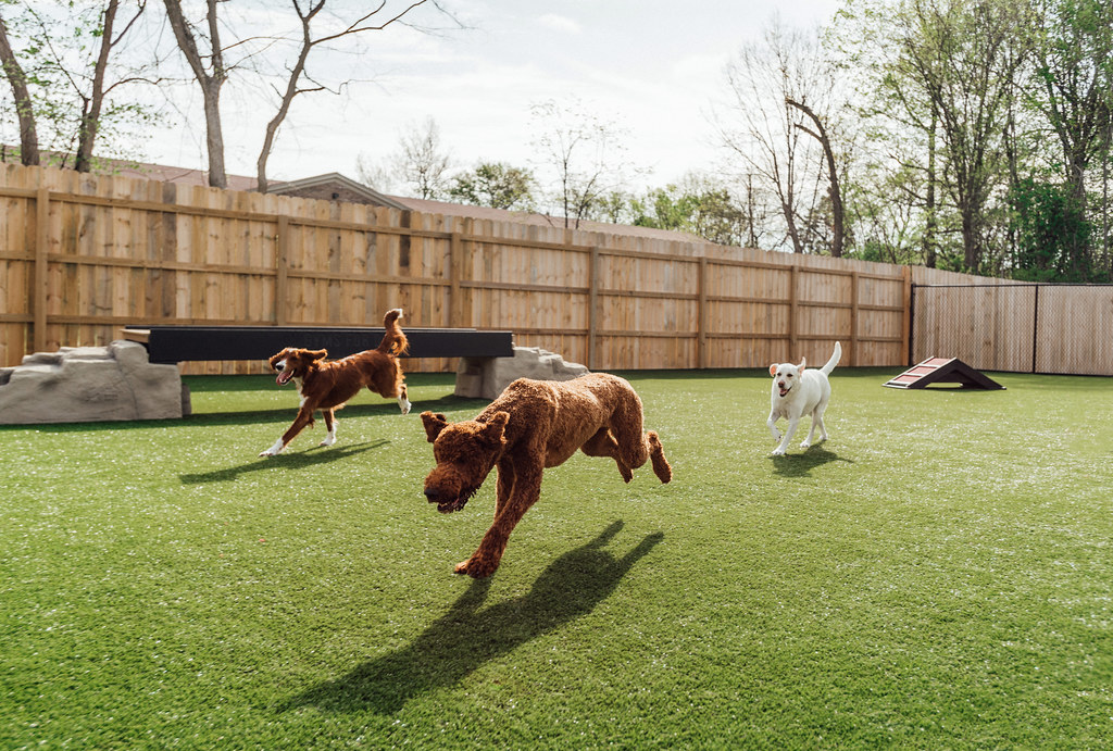 Dogs running on synthetic pet grass
