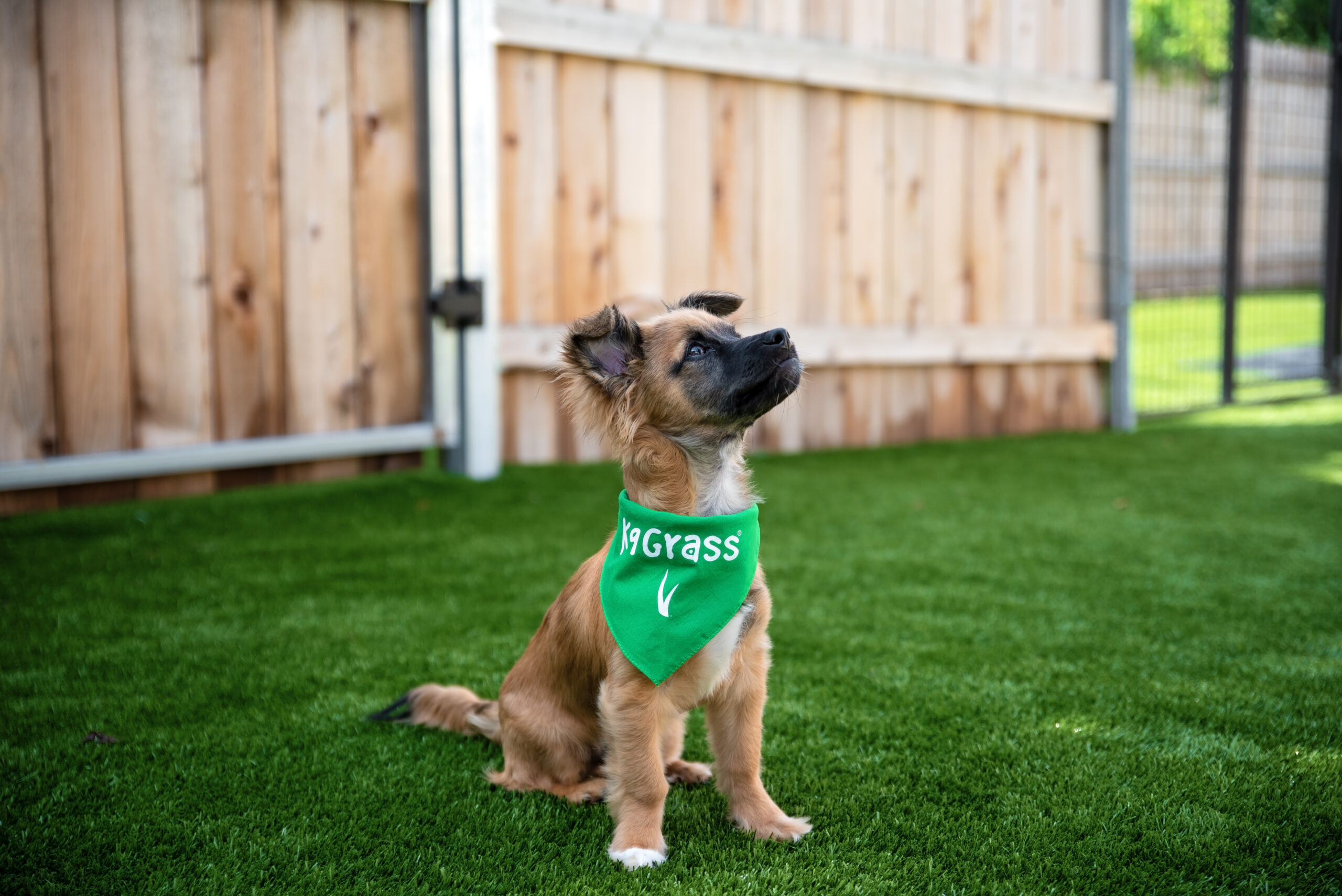 Backyard with dog on K9Grass synthetic grass