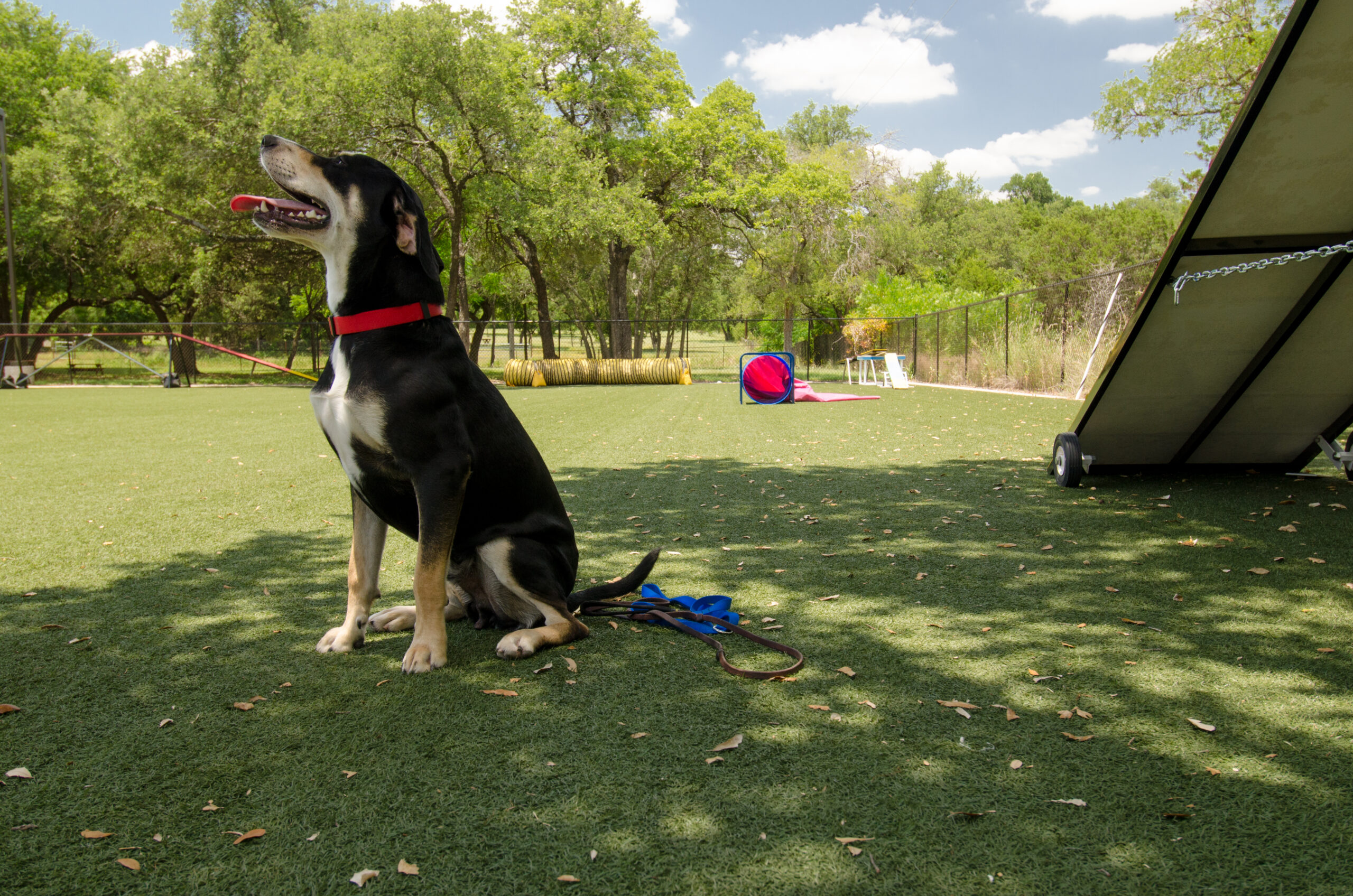 Dog park with K9Grass synthetic grass