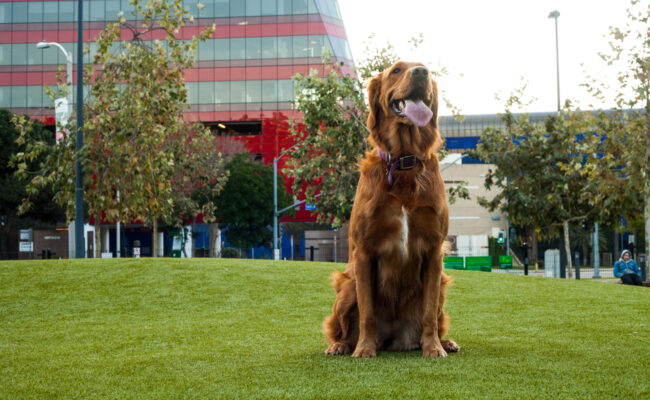 Dog park with K9Grass synthetic grass